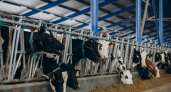 Производство молока во Владимирской области увеличилось на 53% за 10 лет