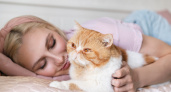 Кошки на страже вашего сна: что делают питомцы, когда вы спите?