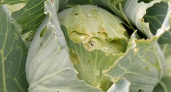 Спасаем урожай капусты от гусениц: 3 действенных способа борьбы с вредителями без химии