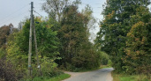 Прокуратура добилась обрезки деревьев у электропроводов в Гусь-Хрустальном районе