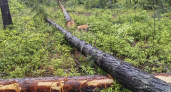 Житель Судогодского района возместил крупный ущерб за незаконную рубку леса