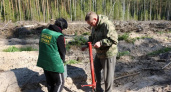 В Ковровском районе высадили тысячи молодых сосен