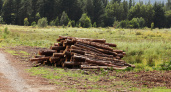 Во Владимирской области компанию оштрафовали на 350 тысяч рублей за вырубку сосен