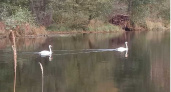 В Суздальском районе зафиксировано появление на водоеме лебедей-шипунов