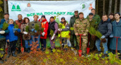 Владимирская область пополнилась новыми деревьями во время осенней акции
