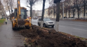 Во Владимире началась компенсационная высадка деревьев взамен вырубленных