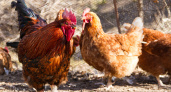 Проверенный годами способ: осенняя добавка для кур — одна столовая ложка натурального продукта в поилку