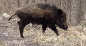 Кабаны вышли на прогулку в заказнике Вязниковского района