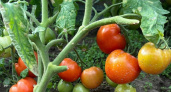 Ноябрь — время планировать урожай: как заложить основу для сверхранних томатов
