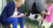 Девочка с бабушкой пытались разорвать кошку пополам