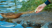 Экологи просят владимирцев воздержаться от кормления уток в это время
