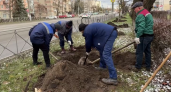 В центре Владимира на месте вырубленных больных деревьев высаживают новые липы