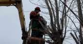 Во Владимире проводят санитарную формовочную обрезку деревьев