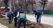 На улице Горького во Владимире высадят 300 новых деревьев