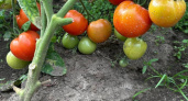Опытные огородники закупаются этими семенами томатов уже в ноябре: 5 признаков мясистых сортов