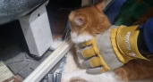 Владимирские спасатели помогли высвободить застрявшего кота