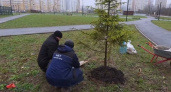 В сквере на Всесвятской во Владимире освободили площадку для ели «Домашняя»