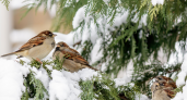 Какие ошибки могут допустить жители Владимирской области в кормлении птиц зимой