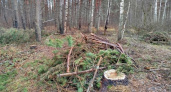 Прокуратура пресекла нарушения лесного законодательства в Гороховецком районе