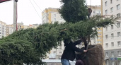 На улице Сперанского во Владимире высадили новую ёлку