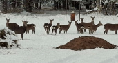 В лесах Суздальского районе сняли на видео стадо пятнистых оленей