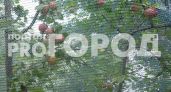Во Владимирской области пресечена продажа незарегистрированных саженцев фруктовых сортов и гибридов