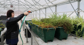 Для городских клумб Владимира начали выращивать миллион саженцев в теплицах