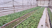 В Вольгинском начали выращивать огурцы в новой теплице площадью 1 га