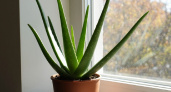 Как вырастить алоэ и не погубить его: главные правила полива и ухода — запомните их раз и навсегда