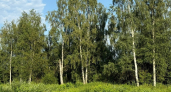 Весной во Владимирской области высадят лес на 3,2 тысячи гектаров