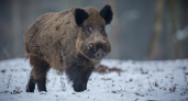 В Юрьев-Польском районе неизвестные застрелили 4 кабанов в заказнике