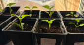 Перец не вытягивается? Есть способ, как вырастить крепкую и приземистую рассаду прямо на подоконнике