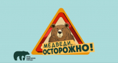 В России запускают проект «Земля медведя»