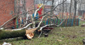  Во Владимире на прогулочную площадку в детском садике №83 рухнуло дерево