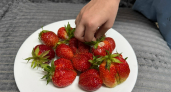 Растет как на дрожжах, сахарная и крупная: 3 скороспелых сорта клубники для нетерпеливых дачников