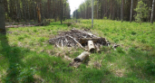 В Меленковском районе устранят нарушения пожарной безопасности в лесах