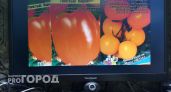 Владимирские специалисты пресекли онлайн-продажи нелегальных семян овощей