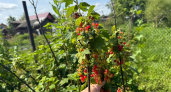 Одна подкормка после цветения — и смородина вырастет размером с 5-рублёвую монету, а ветки согнутся под тяжестью ягод