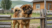 В Юрьеве-Польском после укуса тибетского мастифа у пенсионерки плохо работает рука