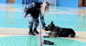 Владимирские школьники узнали о работе кинологических подразделений МВД