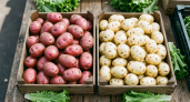 Фиолетовая, белая или жёлтая: какая картошка полезнее и вкуснее - биолог расставил точки над "i"