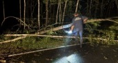  В Гусь-Хрустальном округе из-за непогоды на дорогу рухнули деревья