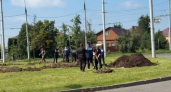 Во Владимире на улице Комиссарова высадят 40 пирамидальных тополей