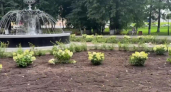 Вокруг фонтана в парке «Липки» во Владимире высаживают новые растения