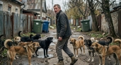 Медленно уходить, бежать или не обращать внимания: как вести себя при встрече со стаей бездомных собак - советы кинолога