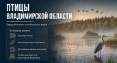 Птицы Владимирской области: среда обитания и особенности видов