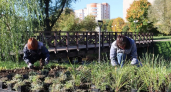 Новые многолетники украсили сквер у Верхнего Красносельского пруда во Владимире