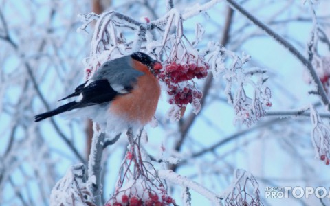 Погода во Владимире: столбик термометра продолжает расти вверх