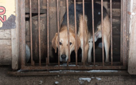 Житель Юрьевца устроил для своих собак настоящий концлагерь
