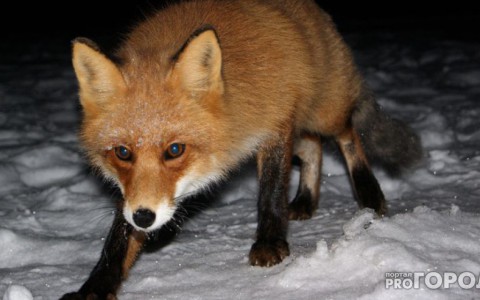 Жители города напуганы появлением бешеных лис вблизи Владимира